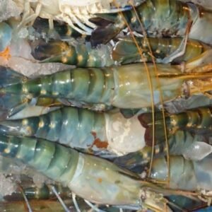 ৫ কেজি নদীর ডিমওয়ালা গলদা চিংড়ি
